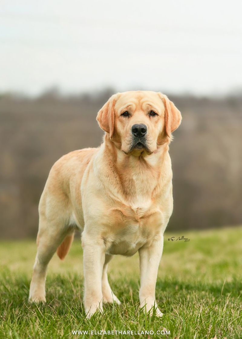 Labrador Retriever