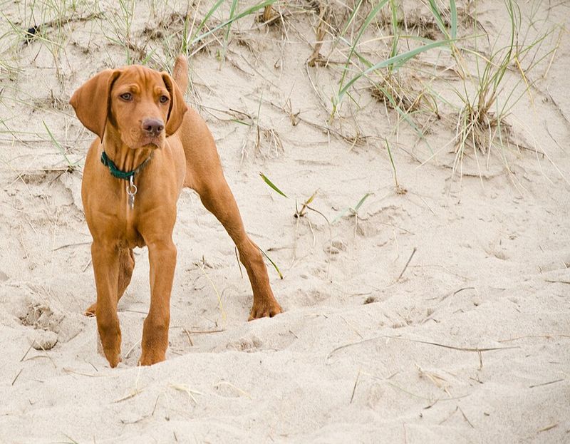 Living with these dog breeds can be incredibly rewarding - If you're ready for the challenge 11 Vizsla
