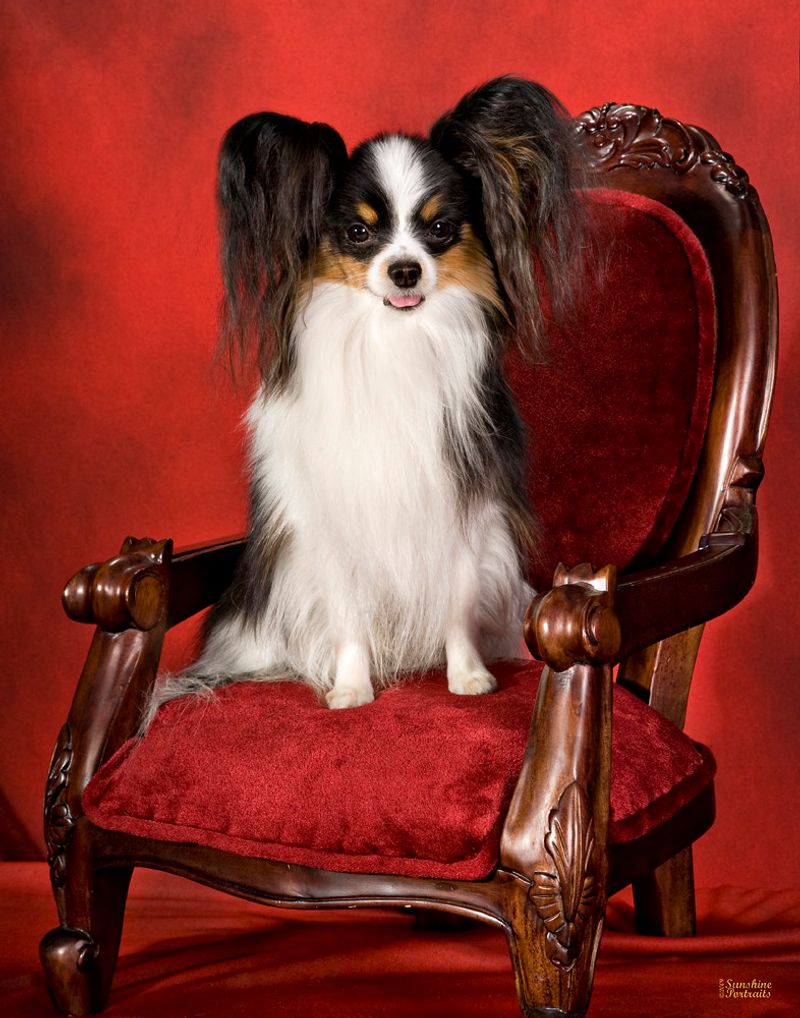 New to dog ownership? These breeds have qualities that can make the transition feel more natural 4 Papillon
