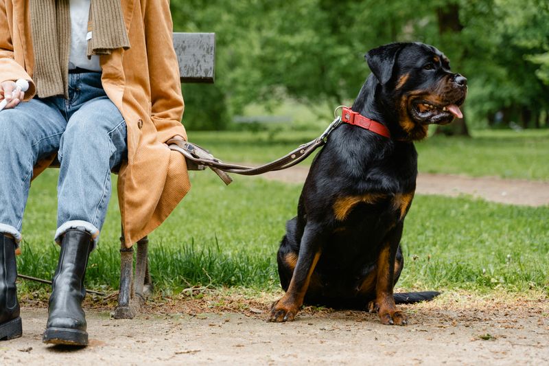 Pulling strongly on leash
