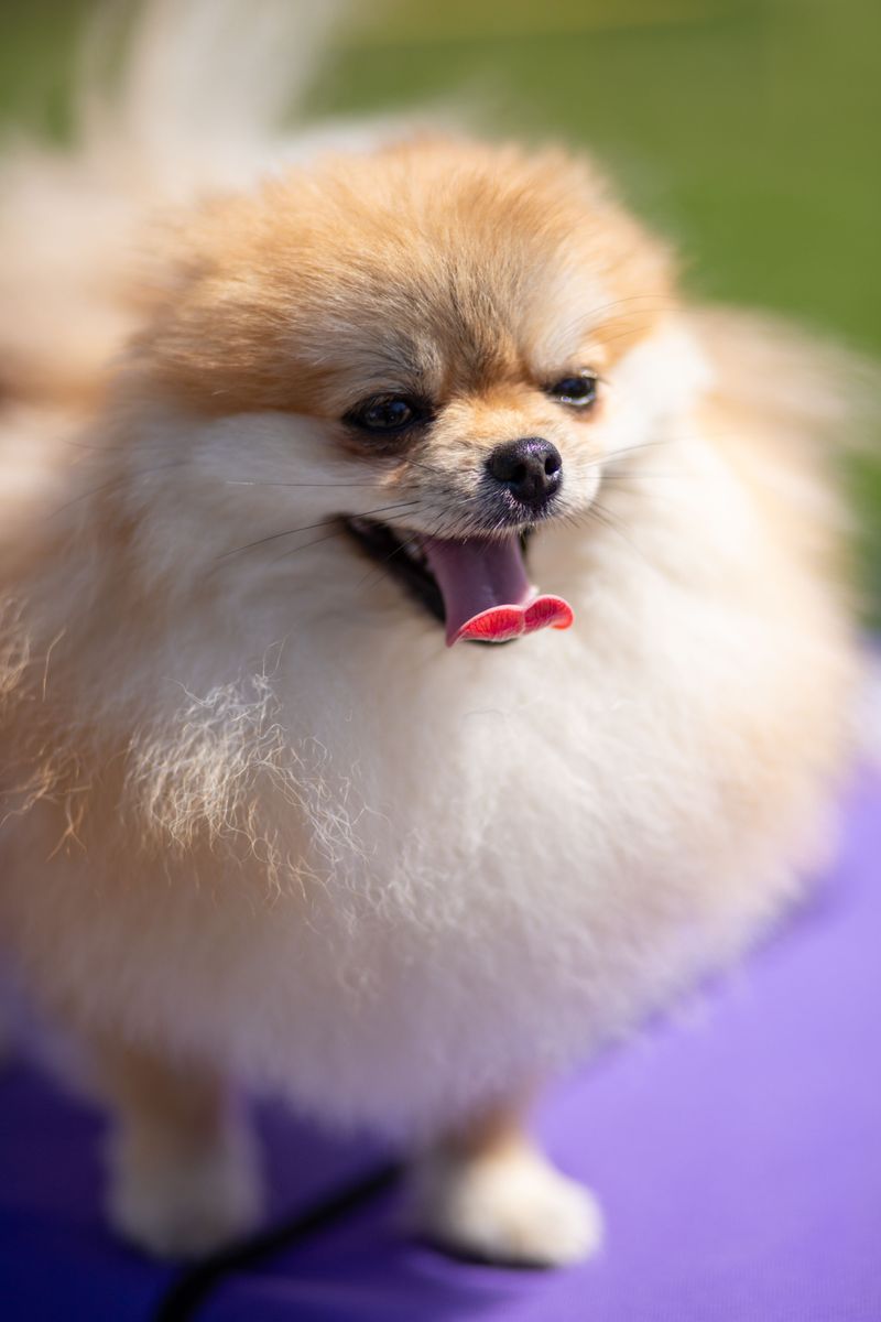 Pomeranian