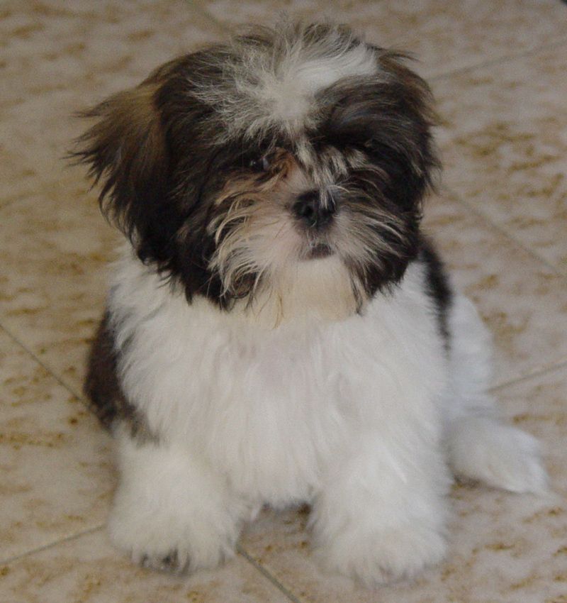 Skip the expert-level challenge for your first dog - these breeds may give beginners room to actually enjoy learning 13 Shih Tzu