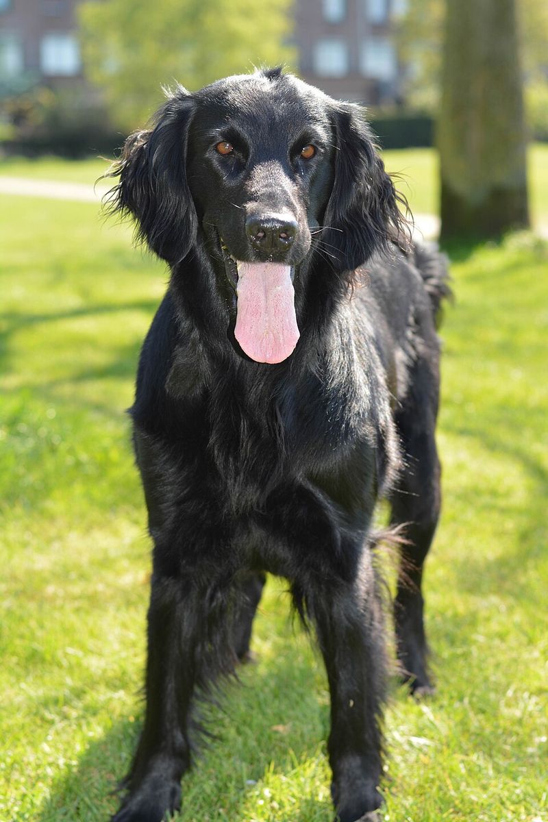 13 dogs that never outgrow their playful side - and 3 that'd rather watch from the couch 14 Flat-Coated Retriever