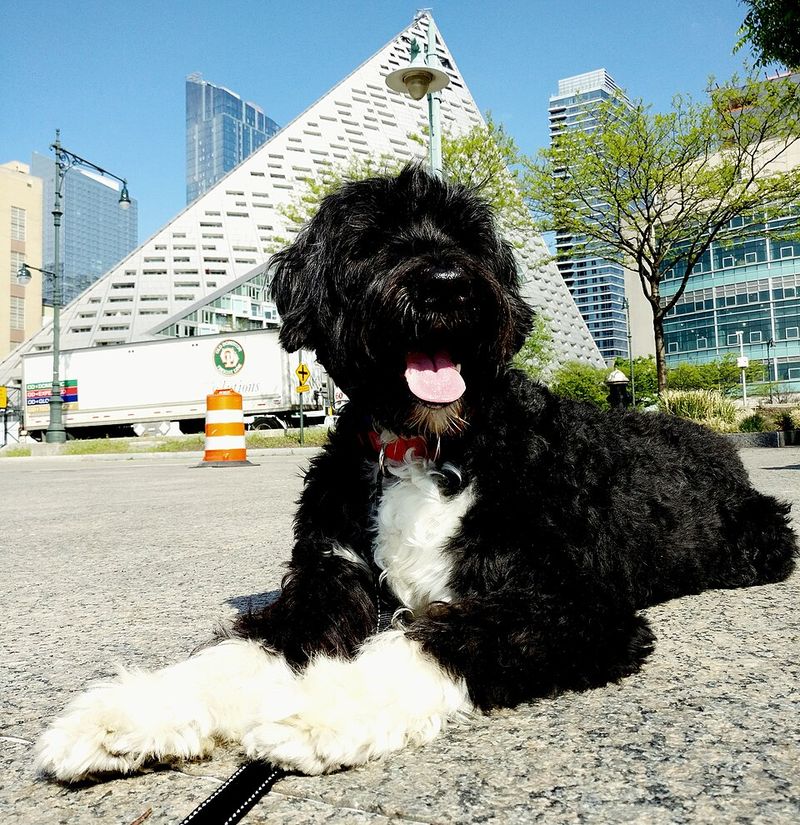 These 10 dog breeds fit naturally into an active - but not exhausting - lifestyle 4 Portuguese Water Dog
