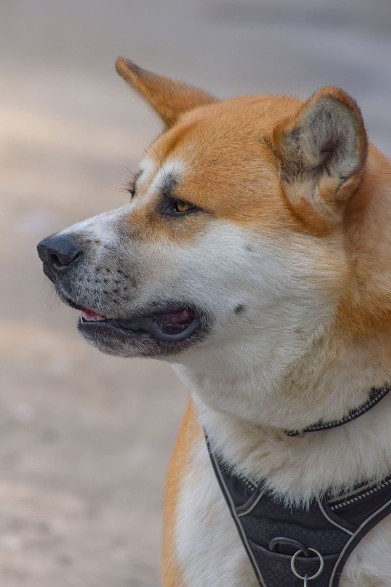 Akita