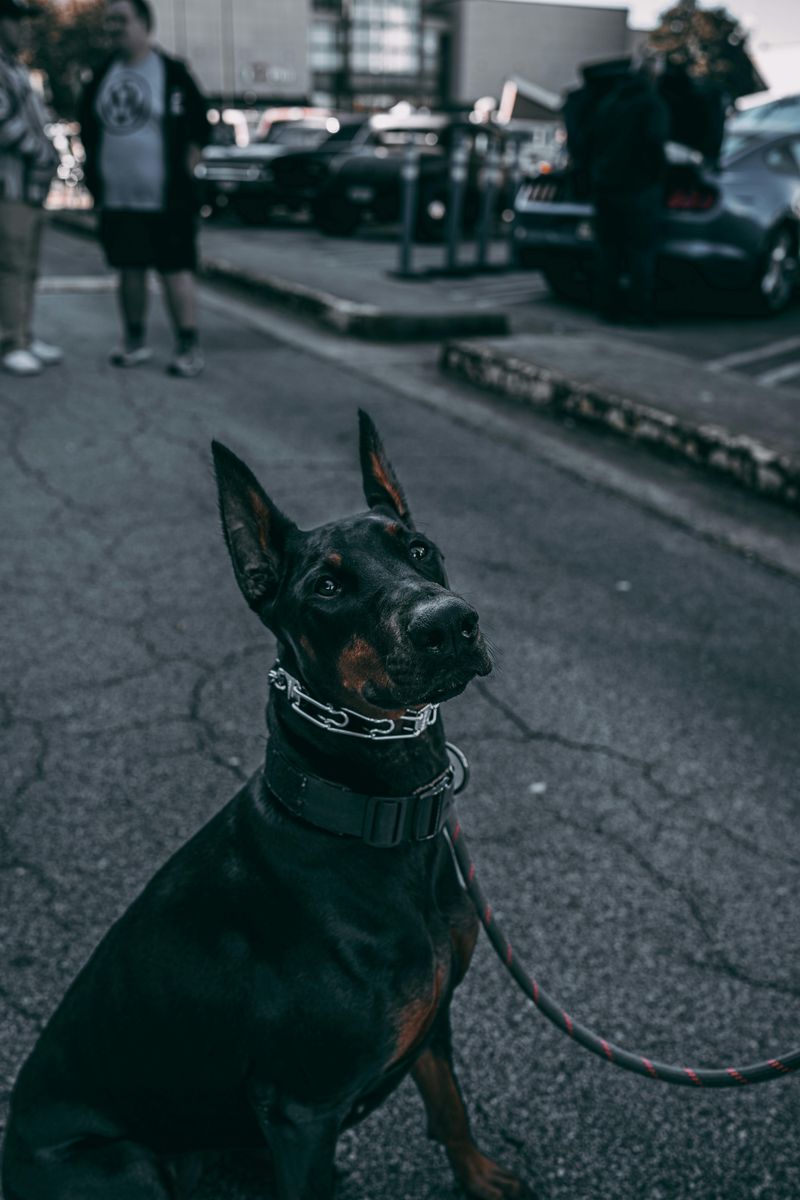 Doberman Pinscher