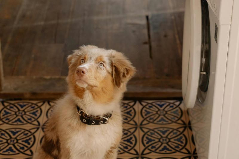 Australian Shepherd