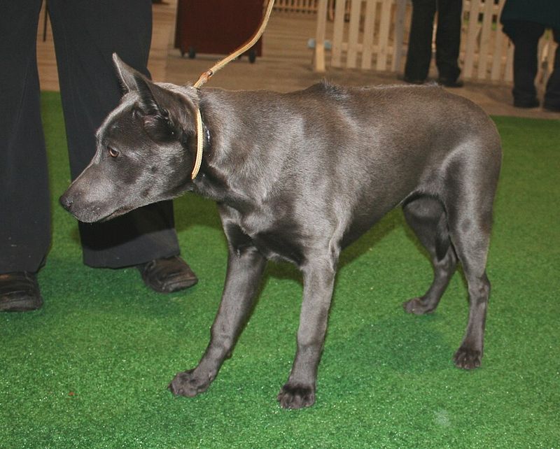 12 Breeds That Are More Sensitive to Touch Around the Neck and Shoulders - What to Use Instead 9 Thai Ridgeback