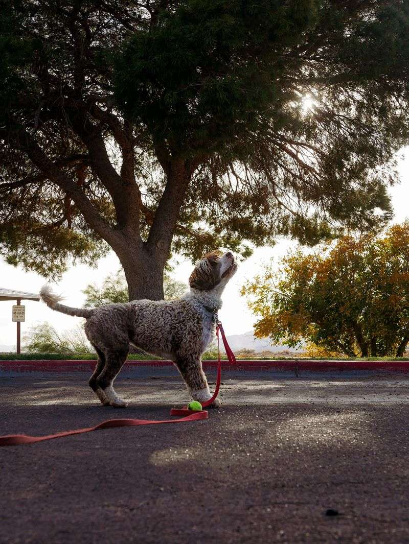 Lagotto Romagnolo