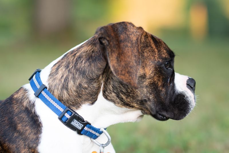 One day they're the new dog - Then somehow every family memory seems to include them 6 Boxer