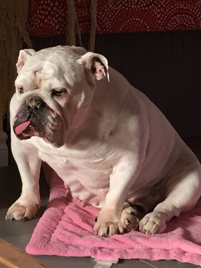 Olde English Bulldogge