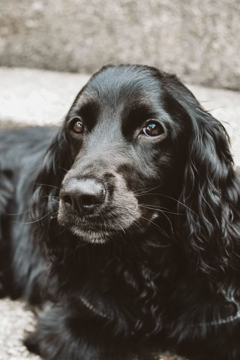 Strong household fragrances can bother dogs more than owners realize 8 Cocker Spaniels With Sensitive Skin and Eyes