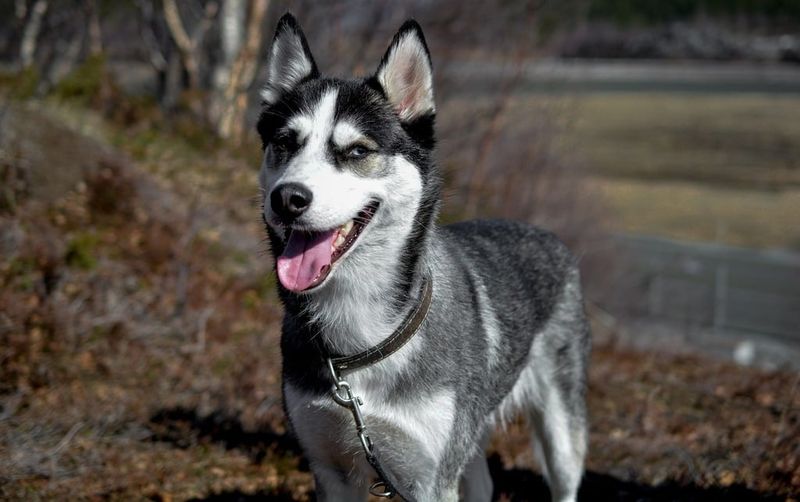 20 Dog Breeds That Closely Resemble Wolves but Are Totally Domesticated 7 Siberian Husky