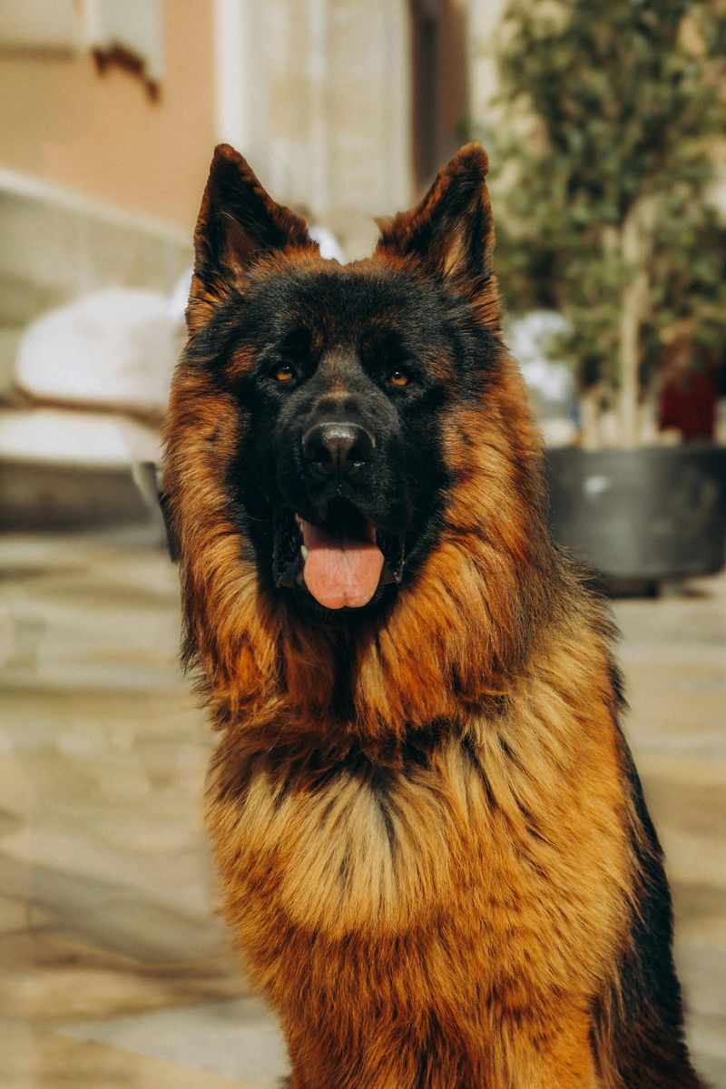 10 impressive dogs that dominate attention the moment they appear plus 5 calm breeds that bring the opposite energy 5 German Shepherd
