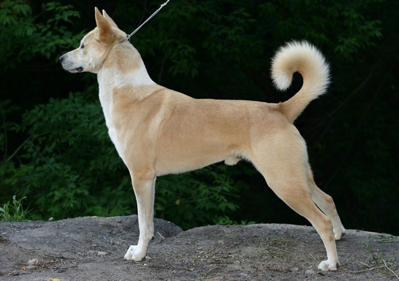 17 dog breeds that stay calm for years and then surprise everyone with their instincts 15 Canaan Dog