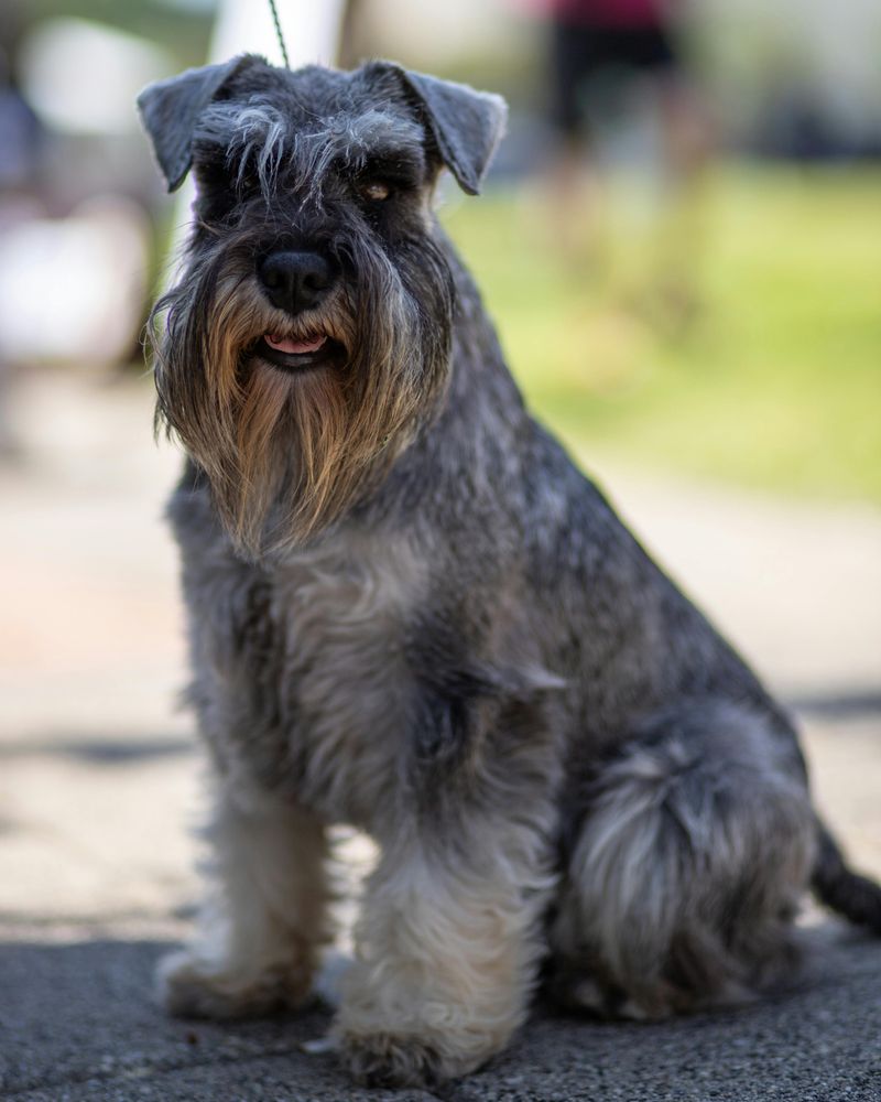 Miniature Schnauzer