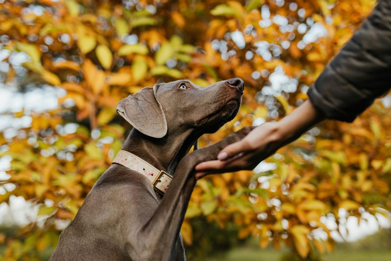 These Dog Breeds Are Showing Surprising Adaptability to Climate Change 13 Weimaraner