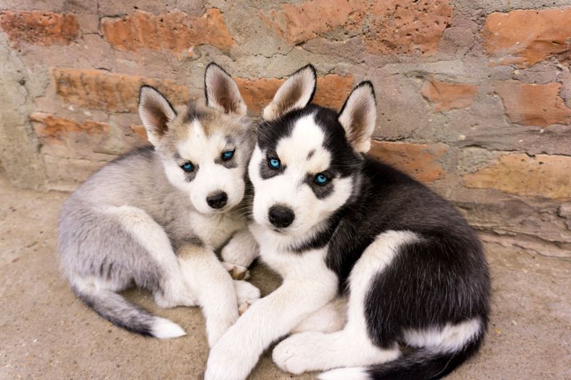 Siberian Husky