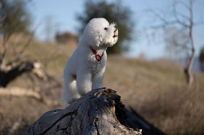 10 breeds that thrive when they feel included - plus 4 that value considerably more independence 10 Bichon Frise: A Sociable Spark in a Small Package