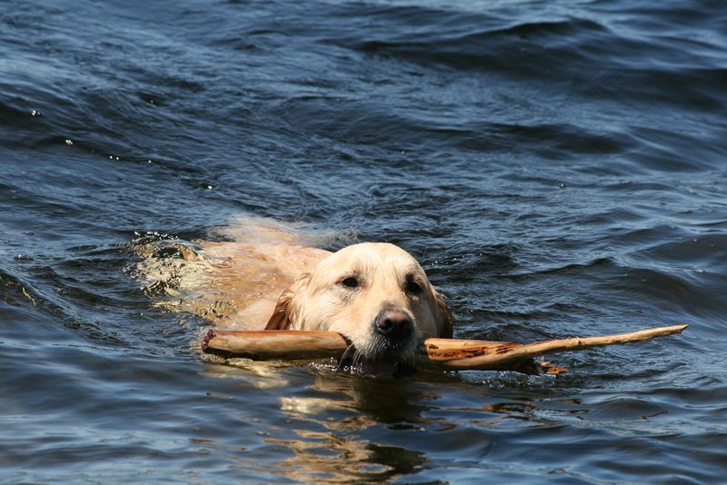 Labrador Retriever