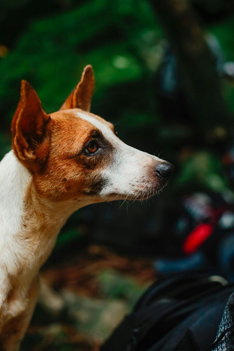 11 Dog Breeds That Bond More with Other Dogs Than Humans 10 Ibizan Hound