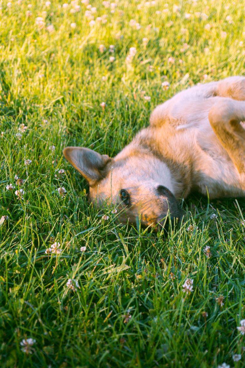 Dogs who dig up the yard are usually trying to tell you one of these 9 things 4 Something is living under the grass