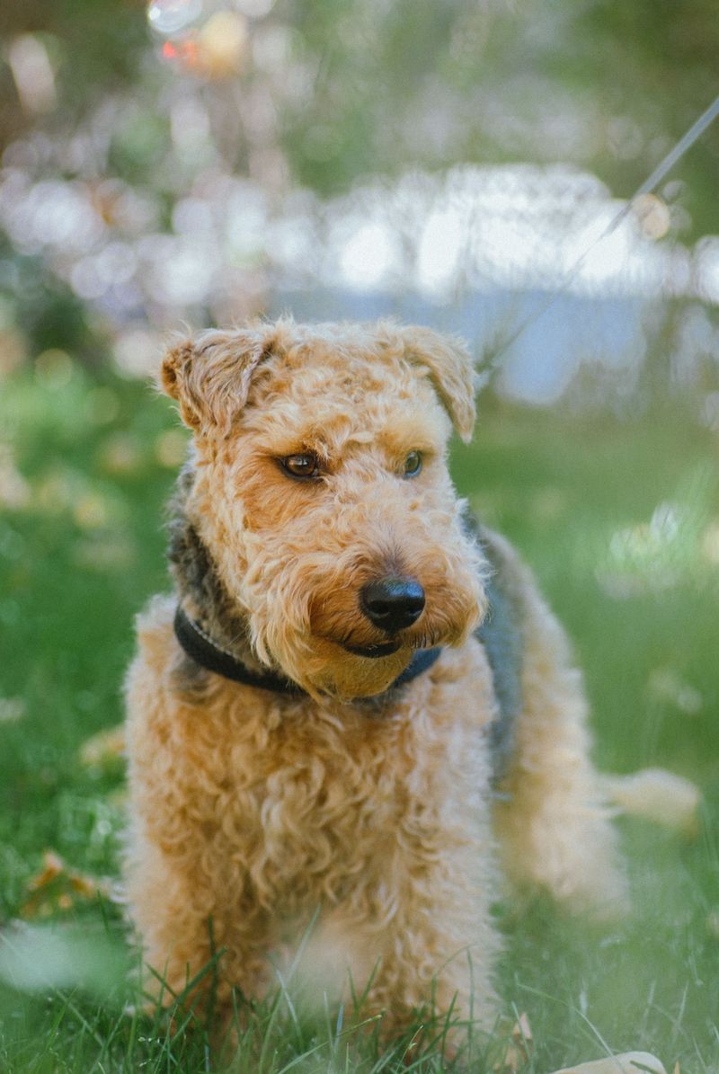 Airedale Terrier