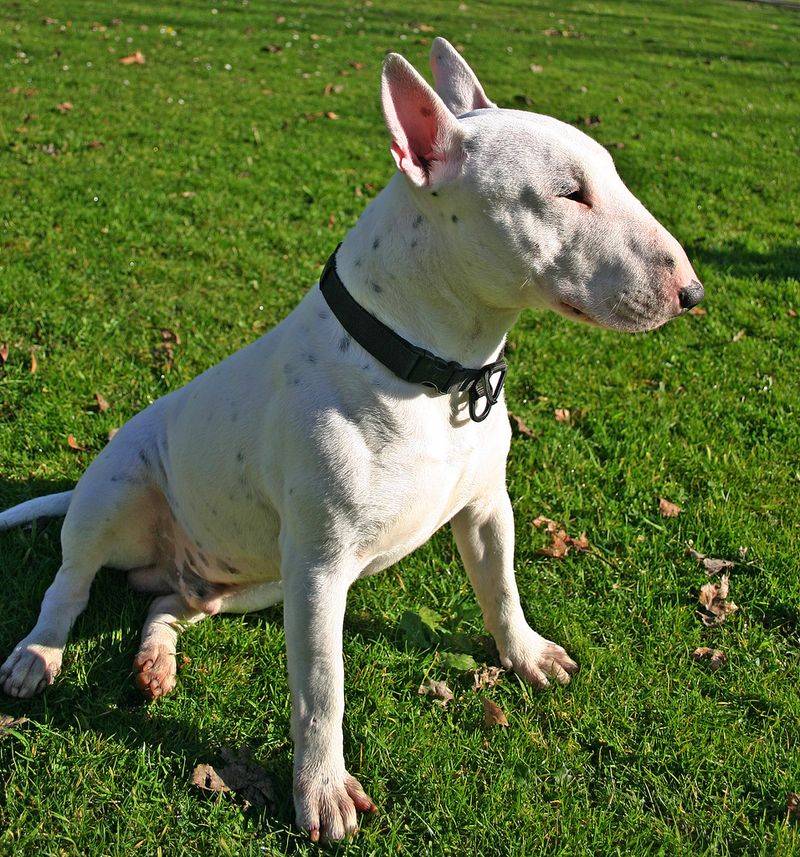 26 Dog Breeds Famous for Their Pure White Coats 14 Bull Terrier