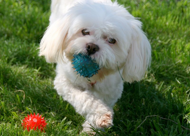 22 White Dog Breeds Recognized for Their Elegant Appearance 23 Lhasa Apso (White Coat Type)