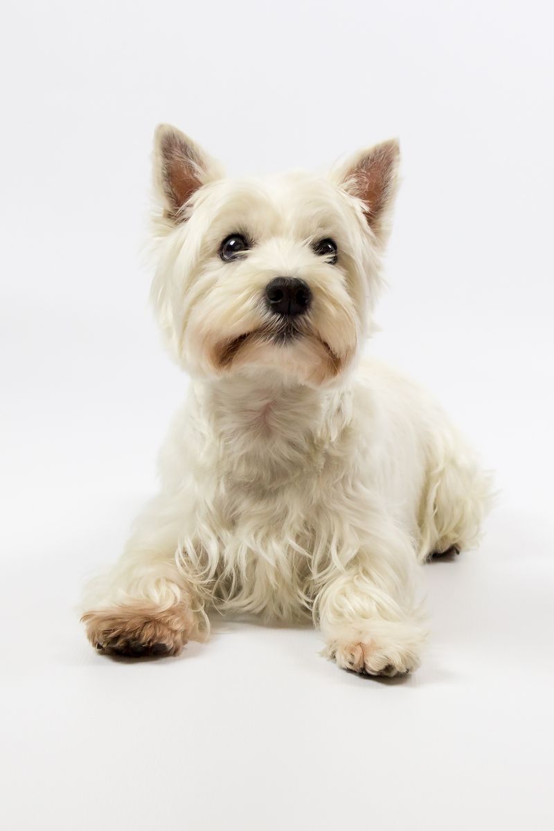 21 Dog Breeds More Likely to Develop Dental Problems 21 West Highland White Terrier