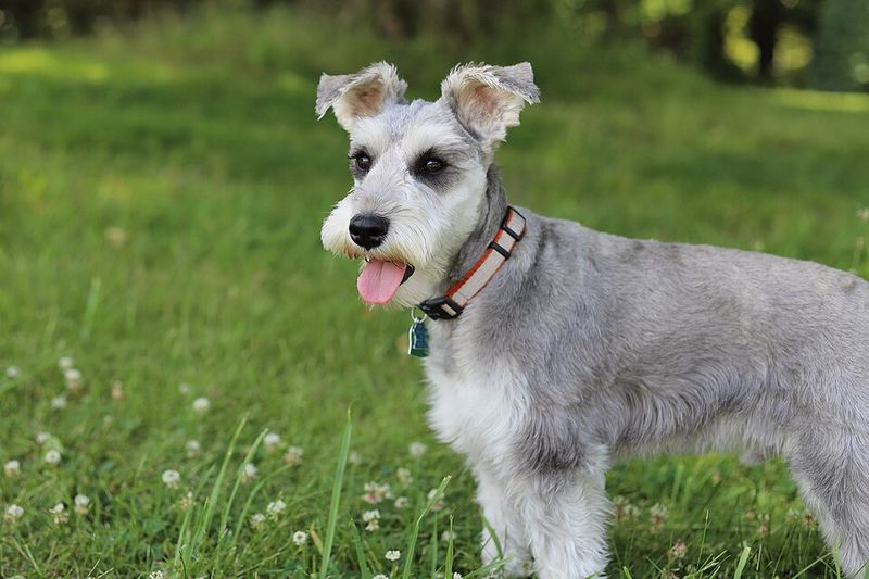 No fence, no lawn, no problem? For the right dog and the right routine, it can be more realistic than you think 11 Miniature Schnauzer
