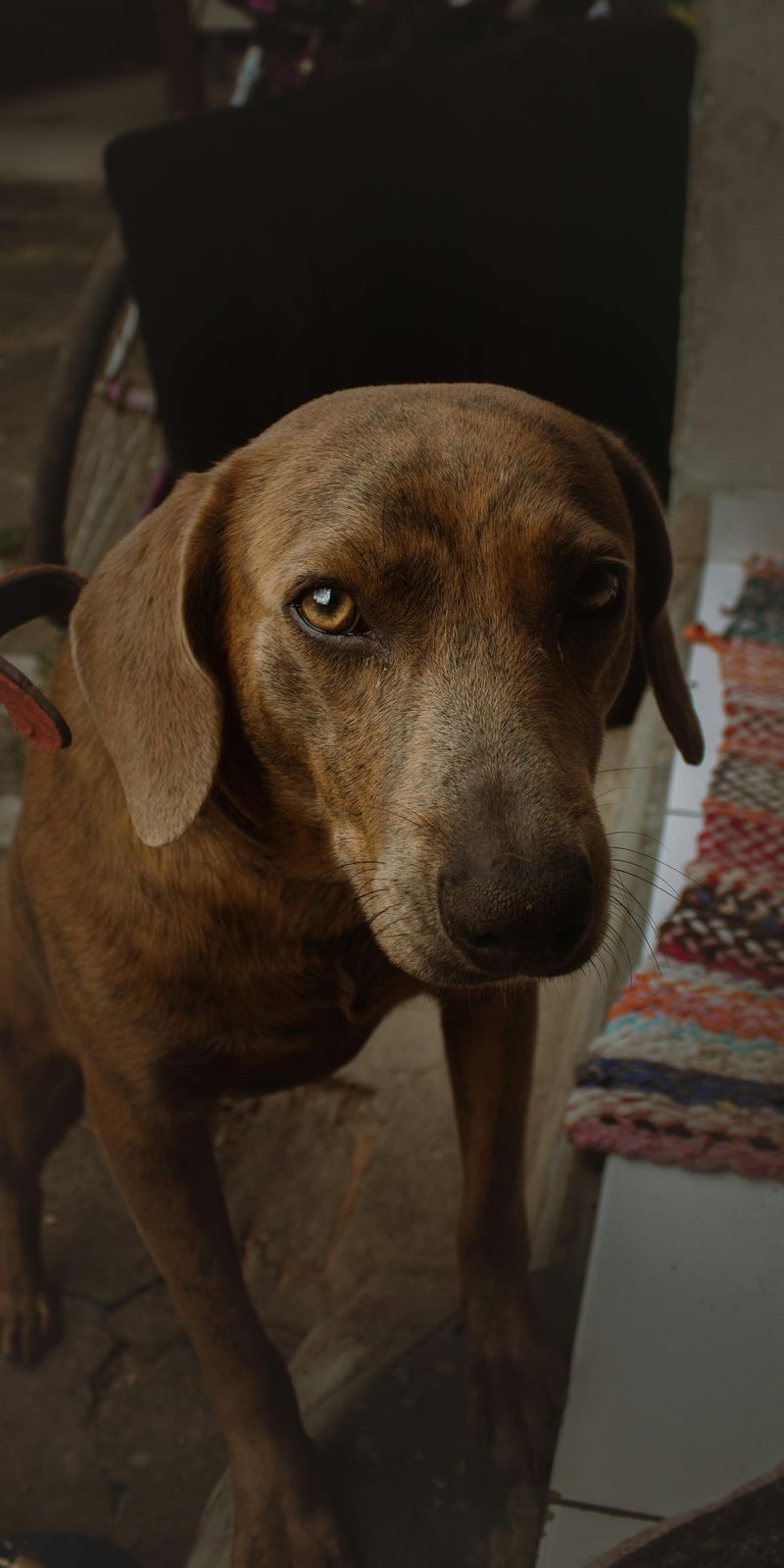 Plott Hound