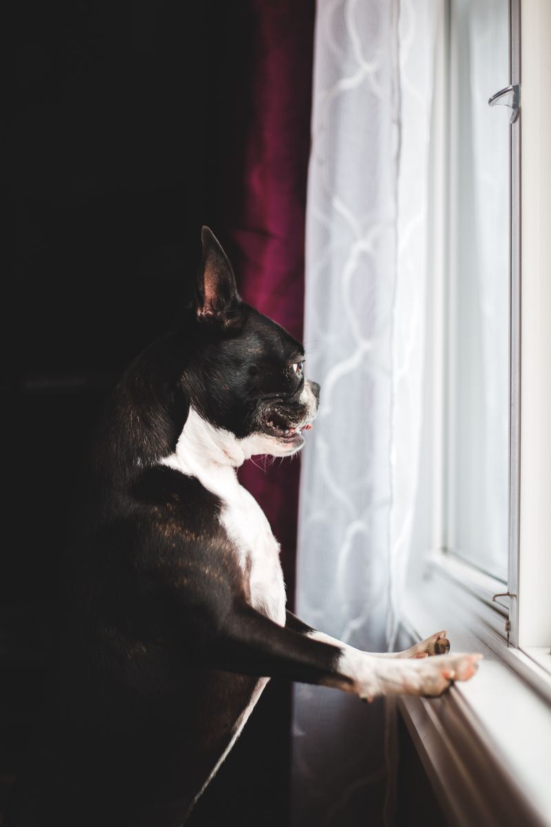 Life doesn't always follow a schedule - and these dog breeds seem perfectly fine with that 3 Boston Terrier