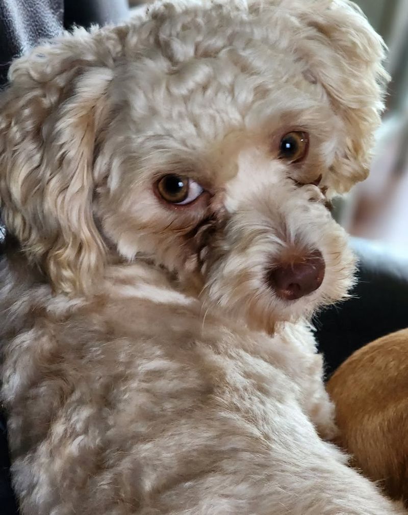 Peekapoo (Pekingese + Poodle)