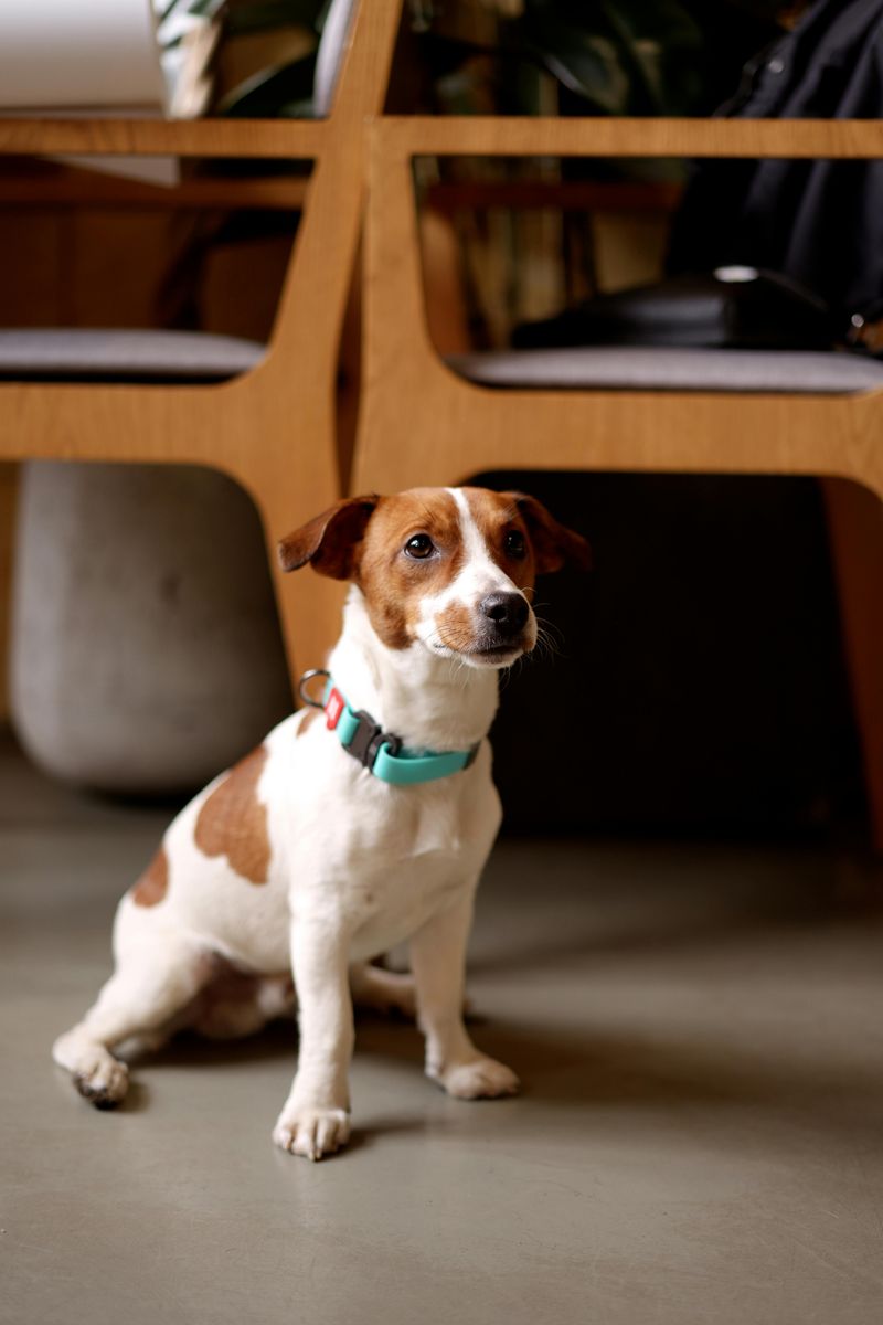 12 dog breeds that can turn reactive without consistent boundaries 7 Jack Russell Terrier