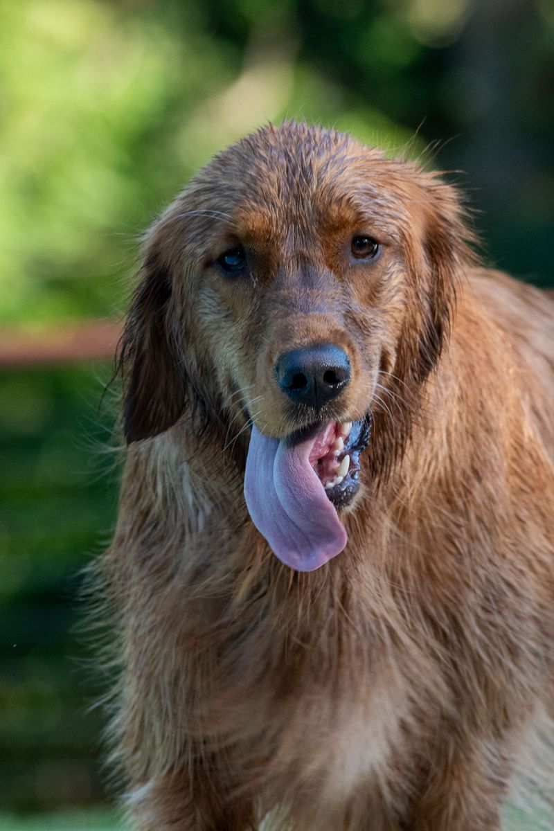 10 dog breeds that would follow almost anyone home – Plus 3 that trust only the people they've earned 3 Golden Retriever