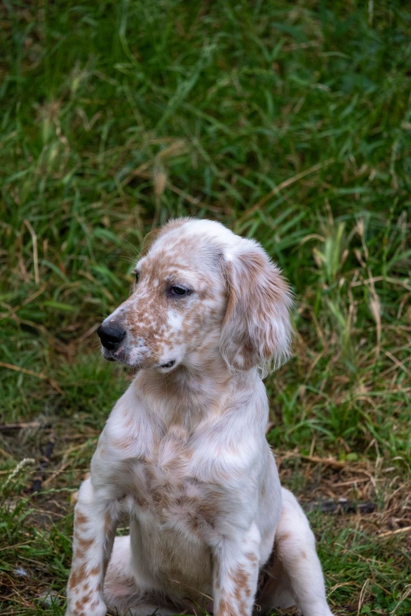 If peaceful days sound better than nonstop activity, these dog breeds deserve a closer look 11 English Setter