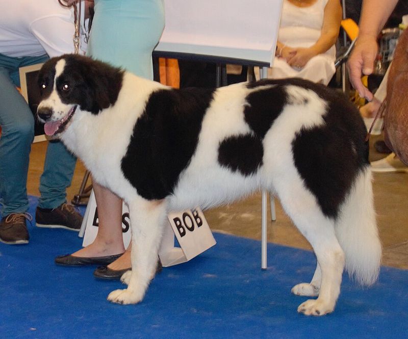 Bucovina Shepherd Dog