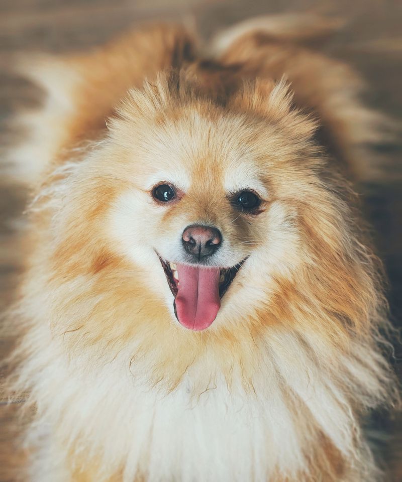12 dogs that make people fall for the face first - then discover there's plenty of personality behind it 13 Pomeranian