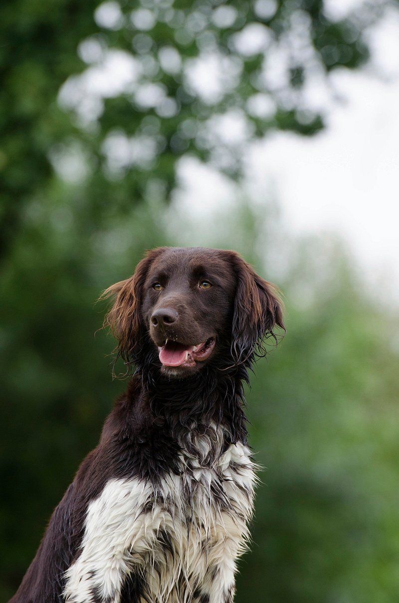 The most comfortable relationships often come from these 11 quietly confident dog breeds 9 English Setter