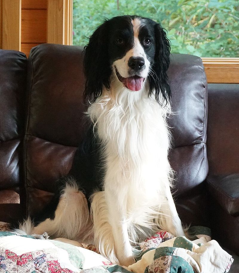 Think every family dog bonds the same way? These breeds can make the relationship feel much deeper 9 English Springer Spaniel