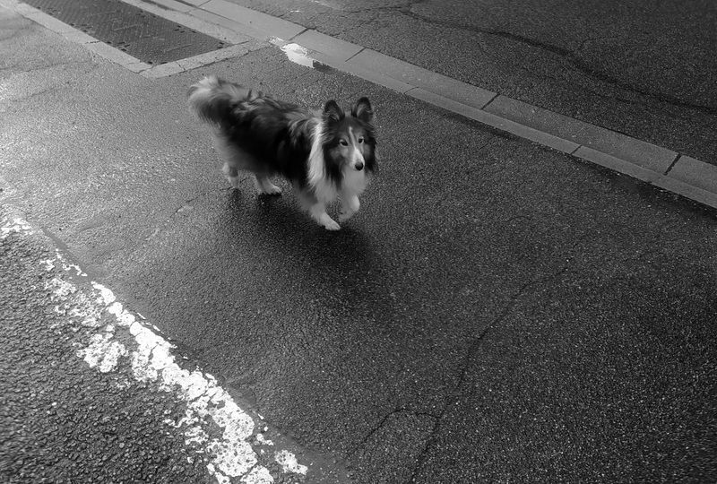 Shetland Sheepdog