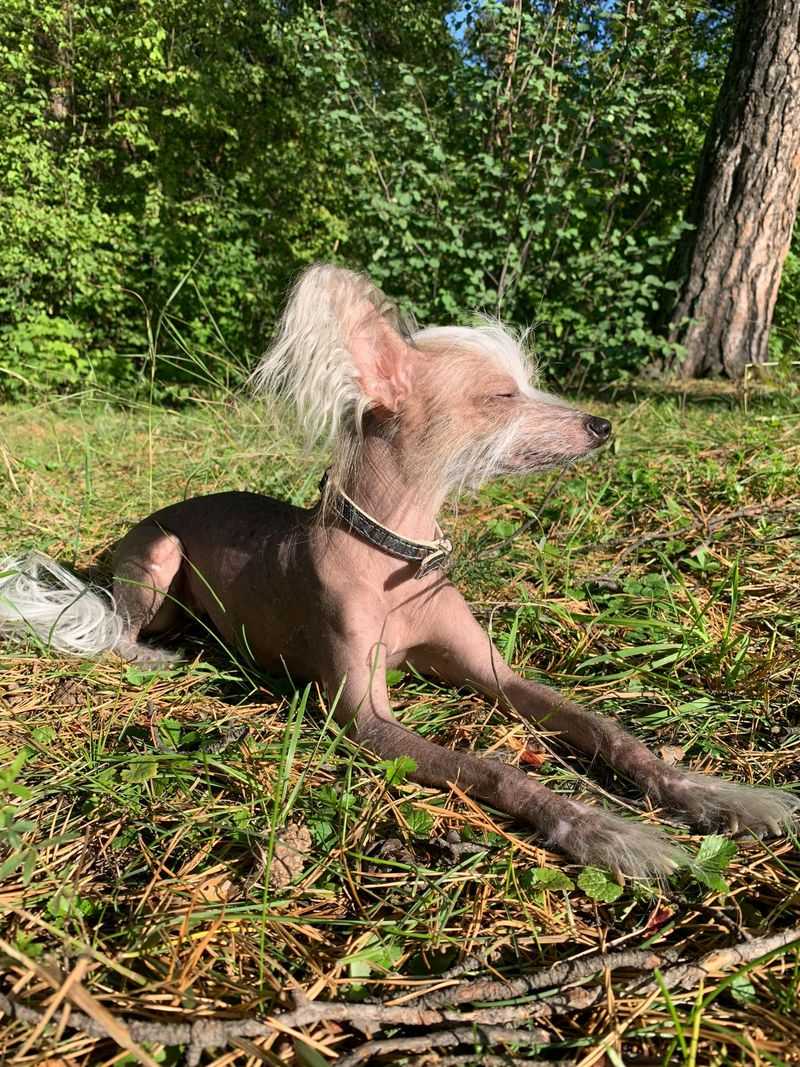 Chinese Crested