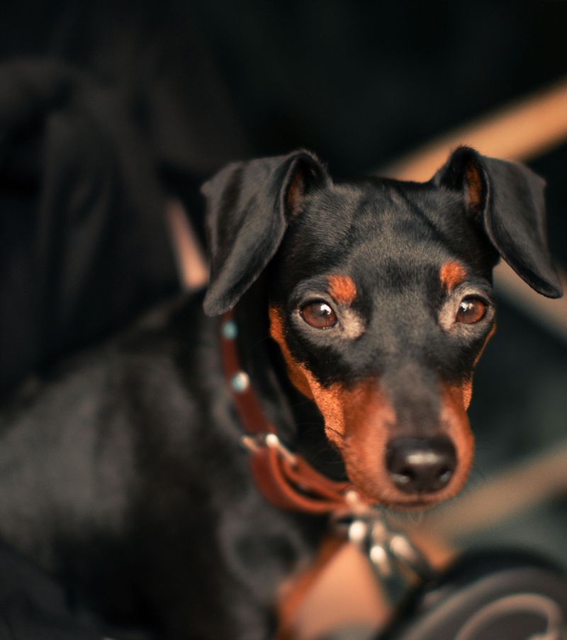 25 Dog Breeds That Need Extra Care in Cold Weather 12 Miniature Pinscher