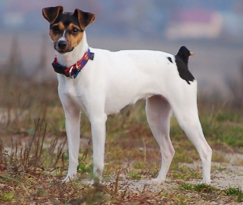 Brazilian Terrier (Terrier Brasileiro)