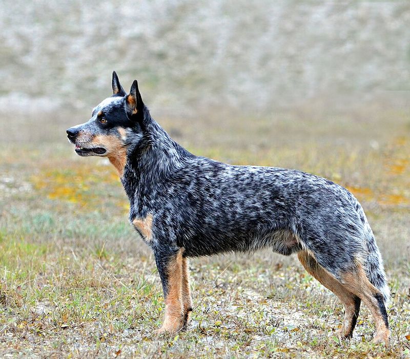 One of the most athletic dog breeds