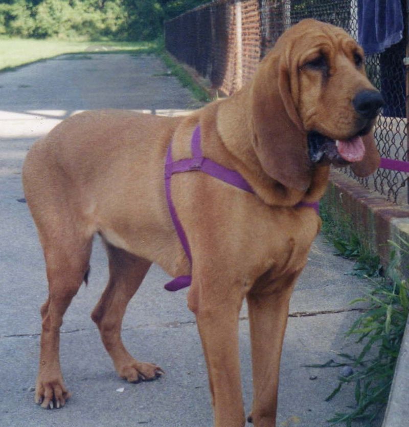Dog trends left these breeds behind - Ask their owners and you'll hear a very different story 11 Bloodhound