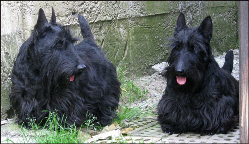 10 reserved dog breeds that appreciate calm and personal space 9 Scottish Terrier