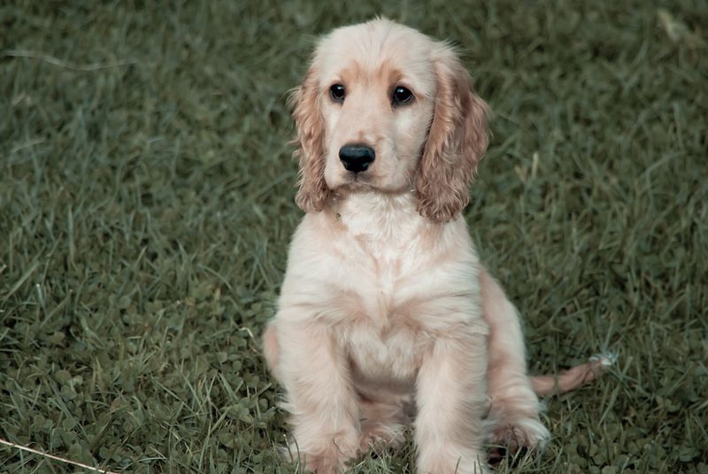 Want companionship without constant commotion? These dogs may match the rhythm you're after 11 Cocker Spaniel