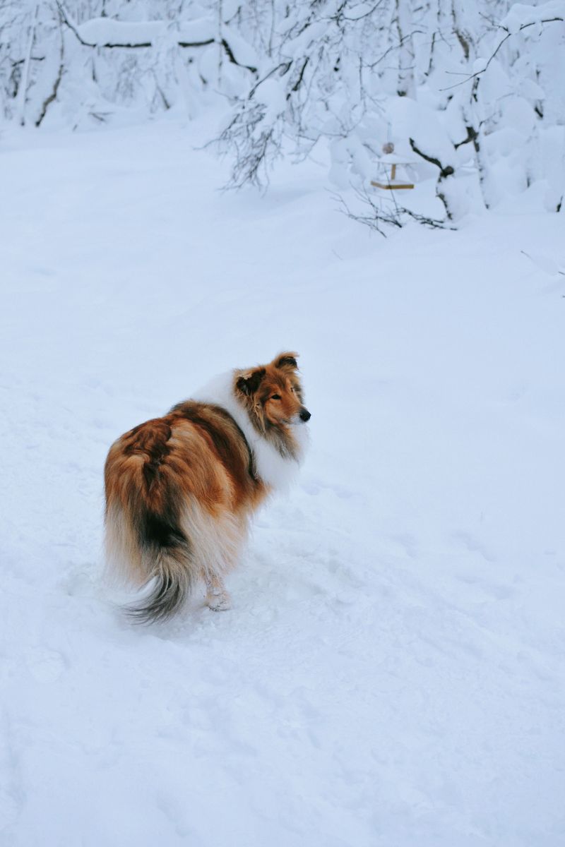 13 dog breeds that can make you feel like you're living with a wise old friend rather than an ordinary pet 5 Rough Collie: The Storybook Sage